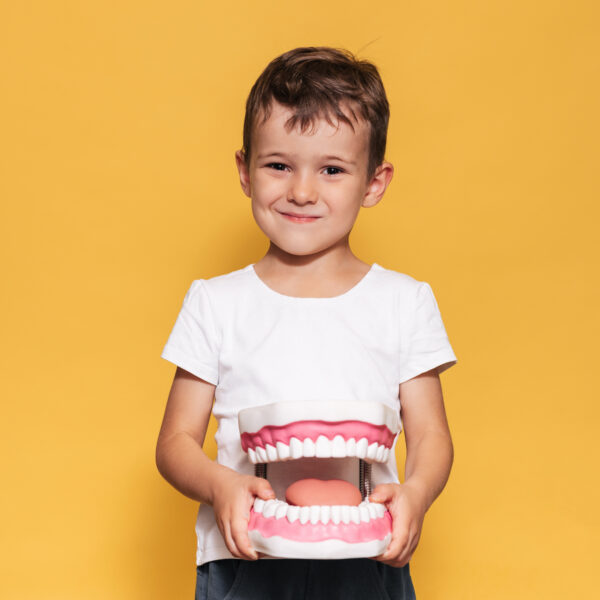 A smiling boy with healthy teeth holds a large jaw and a toothbrush on a yellow background. Oral hygiene. Pediatric dentistry. Rules for brushing teeth